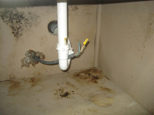 mold under bathroom sink