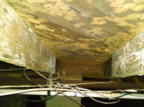 żółta pleśń w crawlspace