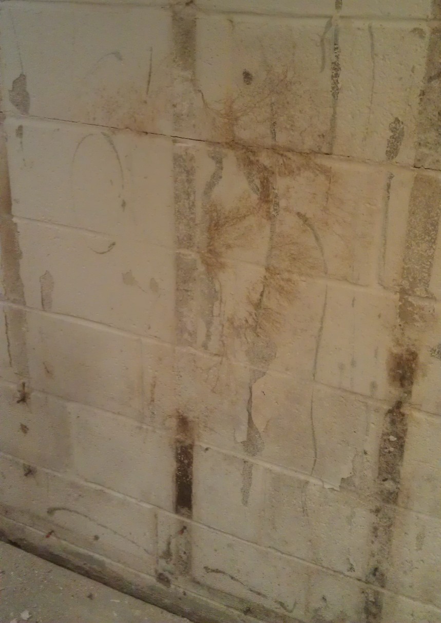 Basement Mold Removal Finding Mold Removal Prevention