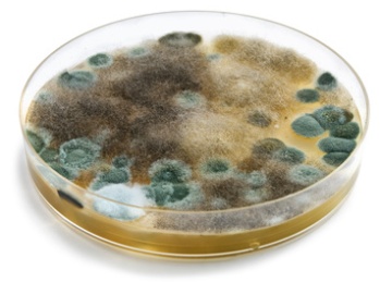 How to test for mold in your home