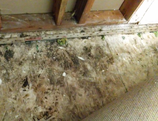 black mold under carpet