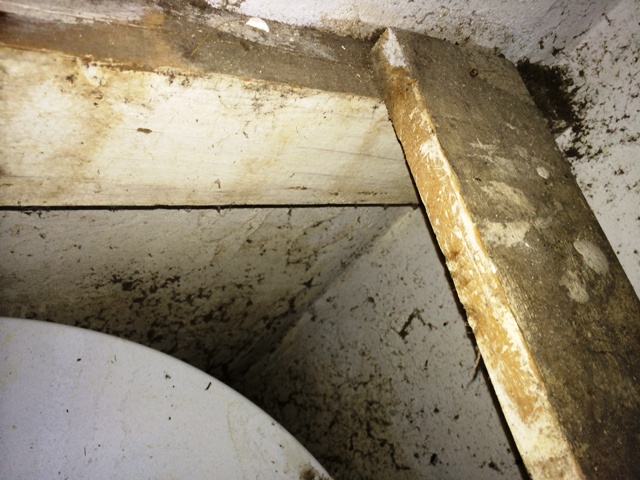 100 of Mold in the Home