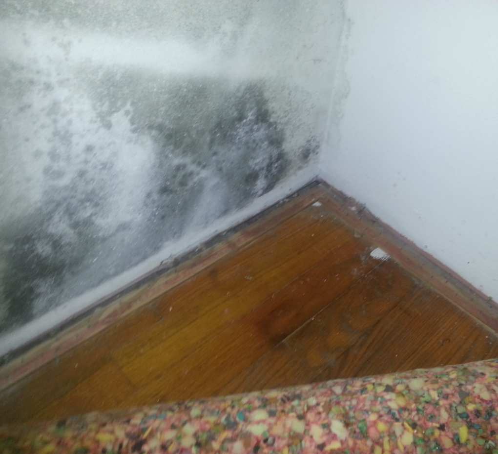 100 Pictures Of Mold In The Home