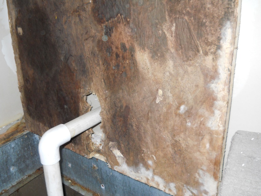 100 of Mold in the Home